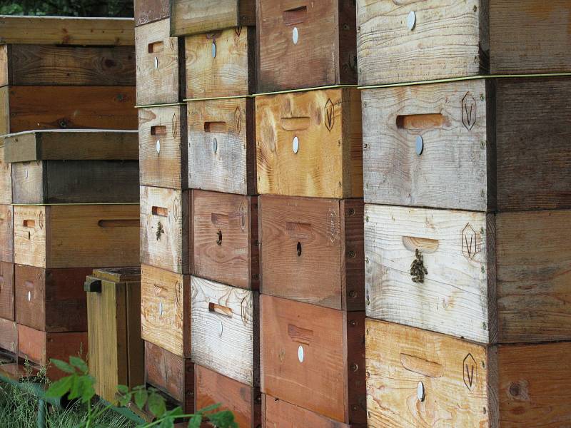 Ani Včelí farmě Vostoupalovi v jihočeských Košicích, která se v oboru pohybuje desátým rokem, se nevyhnul zákeřný parazit - roztoč Varroa.