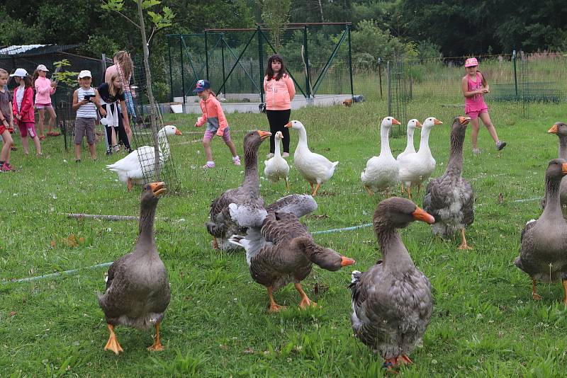 Příměstský tábor VSKH Pohodáři na malé farmě u Pilmanova rybníka v Českých Budějovicích.