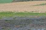 Práce na polích letos více než v jiných letech komplikují deště. Místy se vytvořily i malé rybníčky, které hbitě obsadilo vodní ptactvo. Na snímku pole u Holašovic.