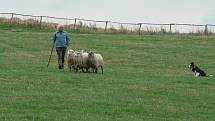 Novohradský pohár. Soutěž pasteveckých psů se pomalu v Dolní Stropnici na farmě Jana Vejčíka stává tradicí.