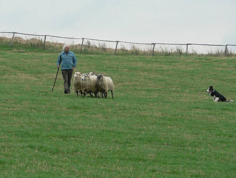 Novohradský pohár. Soutěž pasteveckých psů se pomalu v Dolní Stropnici na farmě Jana Vejčíka stává tradicí.