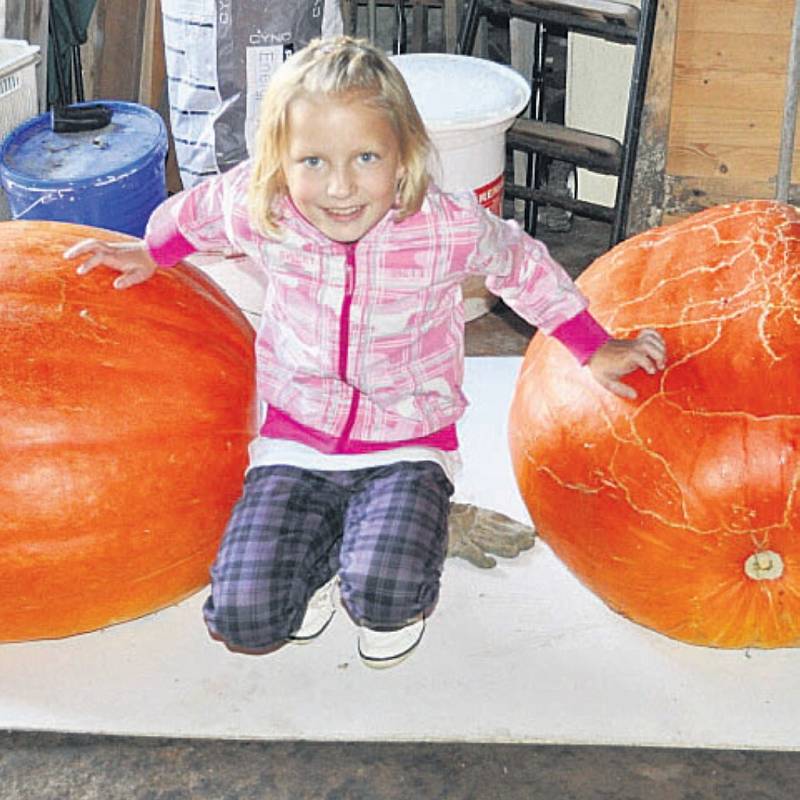 Dýně Anny Plojharové z Litoradlic u Týna nad Vltavou váží 60 a 65 kg.