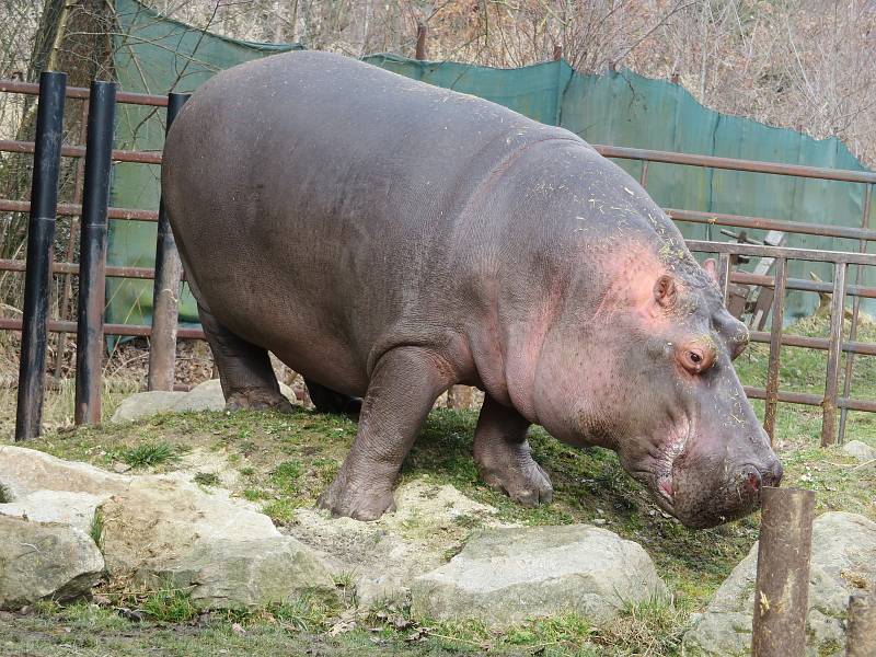 Nejroztomilejším zvířetem Jihočeského kraje je podle ankety Deníku dvoutunový obojživelný hroch ze Zoo Dvorec. Buborék pochází z Maďarska a letos v červenci oslaví 14. narozeniny.