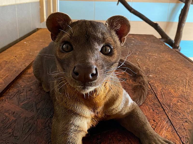 Masontra fosa madagaskarská ze Zoo Tábor. V evropských zoologických zahradách žije pouze 79 jedinců v Česku ji kromě Tábora chovají už jen v jedné další zoo.