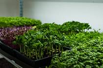 Microgreens - mladé výhonky zeleniny a bylinek dorůstají do výšky jen několika málo centimetrů. Jsou výjimečné svou výraznou chutí, svěžestí.
