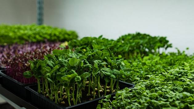 Microgreens - mladé výhonky zeleniny a bylinek dorůstají do výšky jen několika málo centimetrů. Jsou výjimečné svou výraznou chutí, svěžestí.