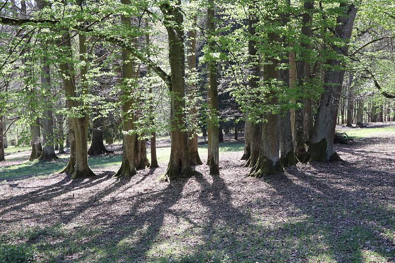 Stará obora v Hluboké nad Vltavou