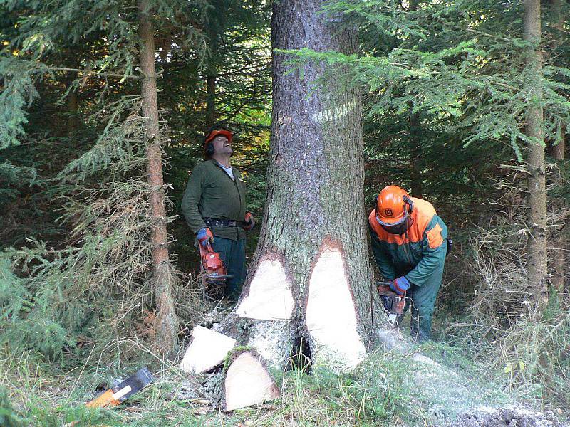 Ukázkové kácení v podání zkušených dřevařů.