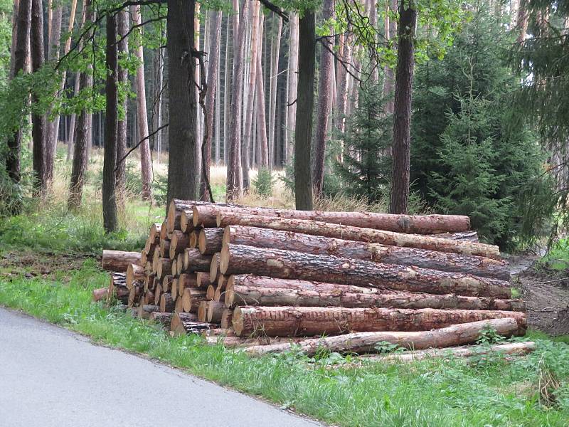 Kalamita způsobená lýkožroutem smrkovým v jižních Čechách po sobě zanechává planiny, napadené dřevo je třeba rychle odtěžit a asanovat.