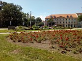 České Budějovice i v roce 2020 pořádají soutěž Rozkvetlé město.