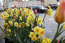Krásně rozkvetlé záhony a květináče zdobí centrum Českých Budějovic.