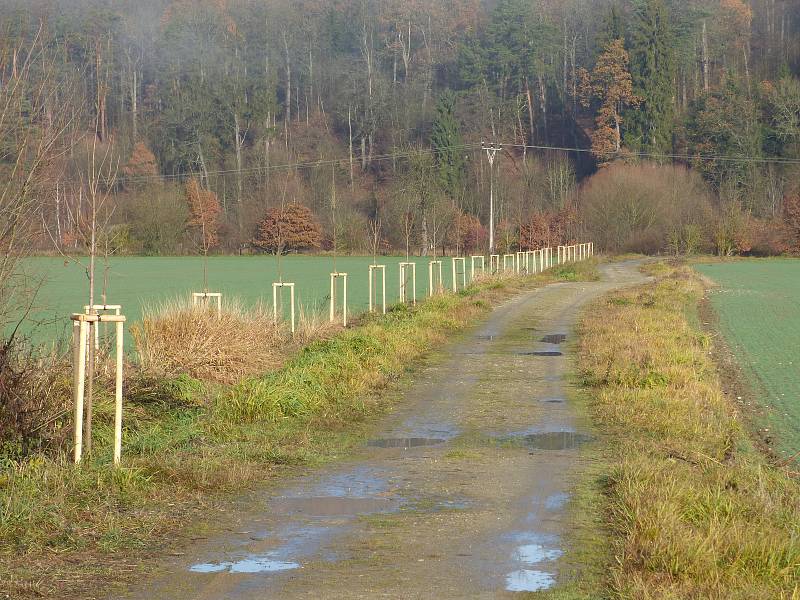 Ve středu se v Hluboké nad Vltavou uskutečnilo slavnostní otevření projektu "Výsadba dřevin Pod Pilou - Barokní kříž v lokalitě na Křesíně. Toho se účastnily i děti zde zdejší mateřské školy.