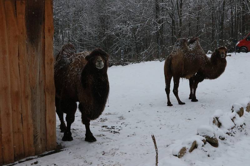 Zoo Na Hrádečku se ředitelkou Romanou Albrechtovou se věnuje chovu velbloudů již 10 let.