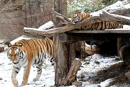 Dvě mláďata tygrů ussurijských se narodila letos 5. července odpoledne. Samice Altaica se o koťata pečlivě stará, i když už jí dávají pěkně zabrat.