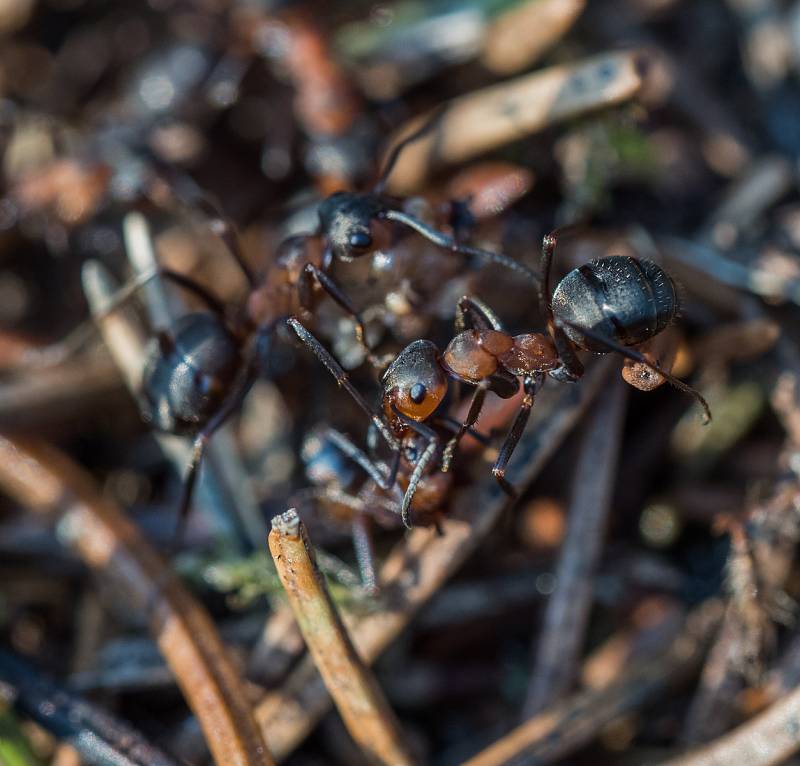 Makrosnímky mravenc v lesním mraveništi. (29.9.2017)