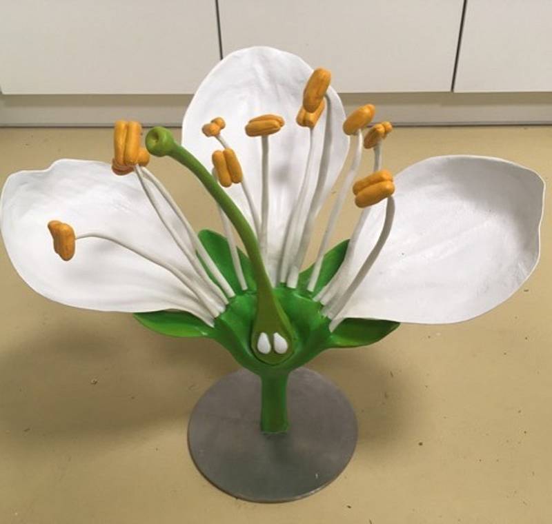 Model květu Trny v řezu pro stálou expozici Jihočeského muzea.
