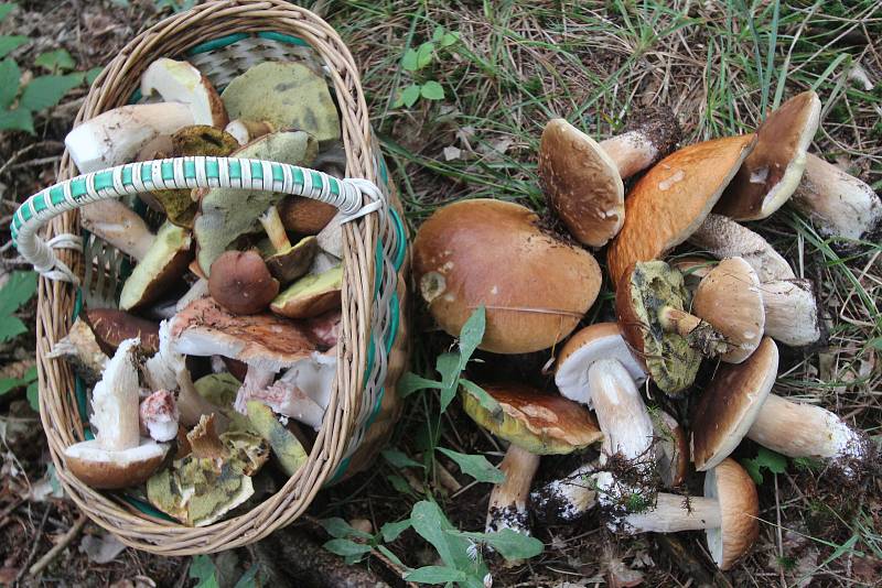Jiří Moudrý a Monika Chodorová kteří našli desítky milovaných hub v průběhu dvou hodin v lesích pod Kletí.