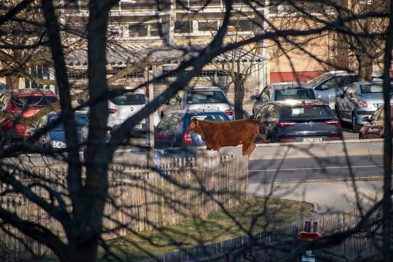 Krávy na útěku v Českých Budějovicích.