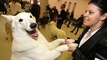Na českobudějovickém Výstavišti se to hemžilo psy všech velikostí a ras