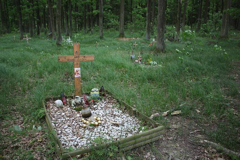 Branišovský les u českobudějovického sídliště Máj skrývá řadu tajemností.