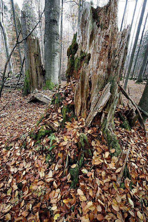 Žofínský prales v Novohradských horách je nejstarší ve střední Evropě. Po orkánu Kyril ale pětina stromů popadala a teď v něm řádí kůrovec.