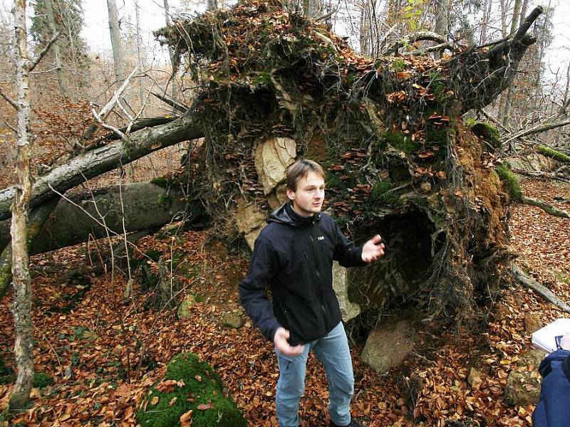 Žofínský prales v Novohradských horách je nejstarší ve střední Evropě. Po orkánu Kyril ale pětina stromů popadala a teď v něm řádí kůrovec. Na snímku botanik Petr Lepší u jednoho z vývratů.