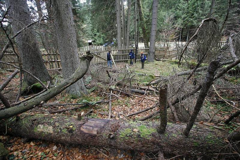 Žofínský prales v Novohradských horách je nejstarší ve střední Evropě. Po orkánu Kyril ale pětina stromů popadala a teď v něm řádí kůrovec.