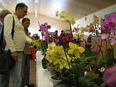 Výstava orchidejí v Homolích.