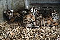 Tygřata ze zoo Ohrada na Hluboké nad Vltavou
