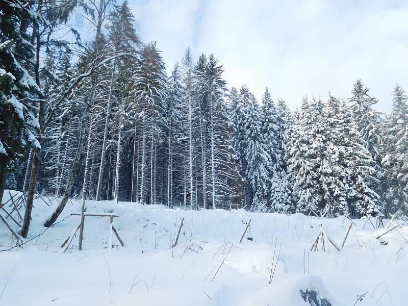 Novohradské hory nabízejí v lednu 2019 pravou zimní pohádku. Snímek z Hojné Vody.