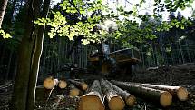Ve II. zóně národního parku Šumava u Schwarzenberského kanálu poblíž Jeleních vrchů pokračovaly 23. srpna harvestory v těžbě stromů napadených kůrovcem. 