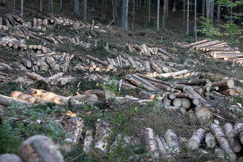 Ve II. zóně národního parku Šumava u Schwarzenberského kanálu poblíž Jeleních vrchů pokračovaly 23. srpna harvestory v těžbě stromů napadených kůrovcem. 