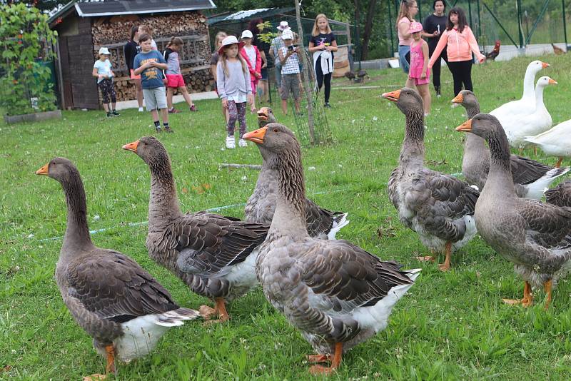 Příměstský tábor VSKH Pohodáři na malé farmě u Pilmanova rybníka v Českých Budějovicích.