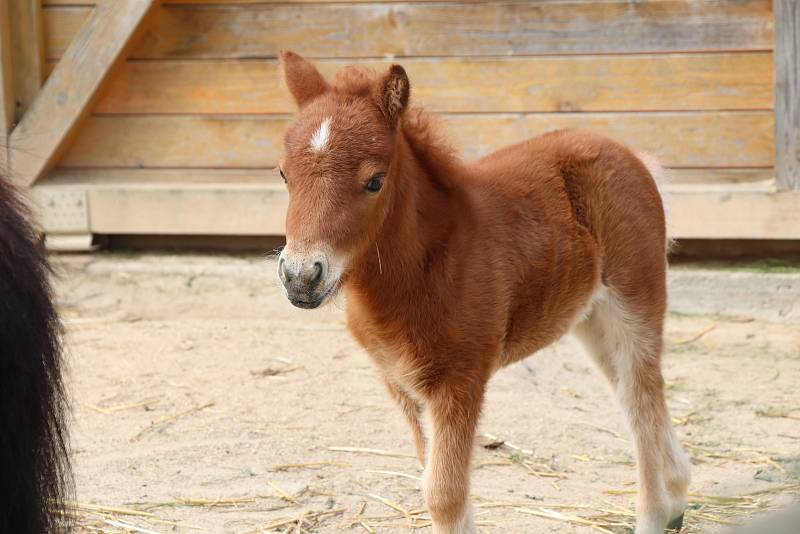 Jihočeská zoologická zahrada Hluboká