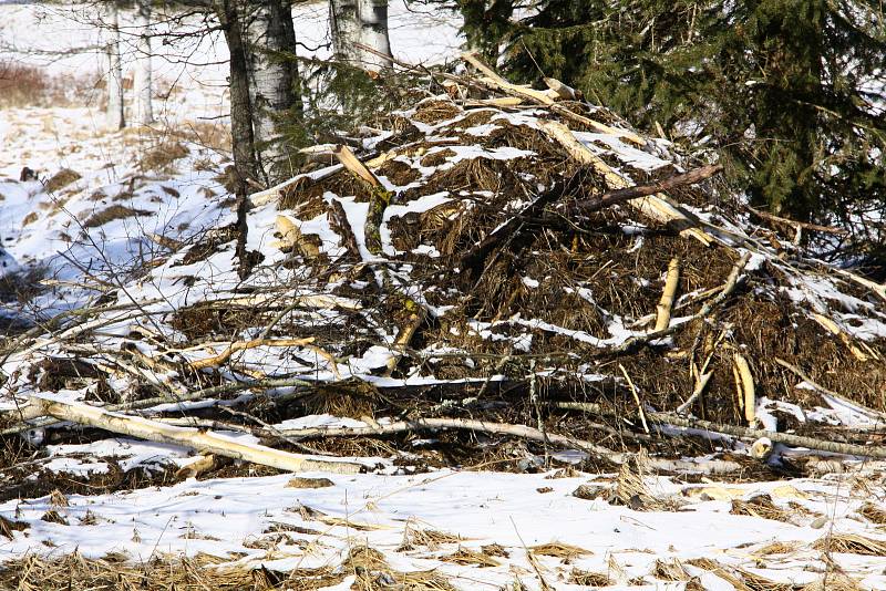 Čtyřproudá silnice a bobří hráz – neobvyklá kombinace jen kousek od hranic s Německem.