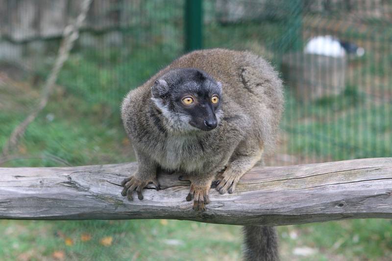 Lemur hnědý ze zoo Dvorec u Borovan.