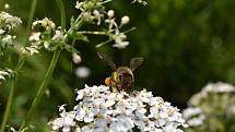 Malí i velcí například při sobotním Medobraní obdivovali prosklený úl se včelami, ochutnávali čerstvý med i medovinu.
