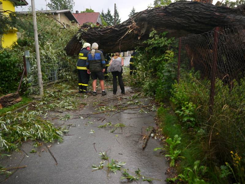 Padlý strom na Srubci ve čtvrtek večer v ulici Za Škardou.