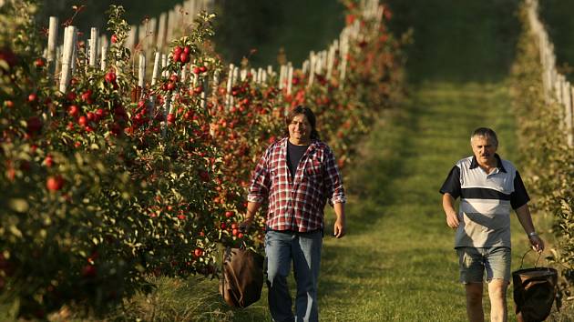 Pěstitelé ovoce - úroda jablek je letos slabší - Českobudějovický deník