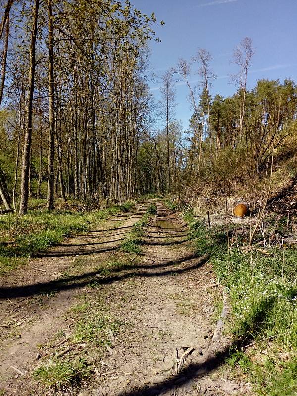 Květnová procházka Mojským lesem a lesy kolem Borku.