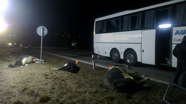 Na silnici mezi Kamenným Újezdem a Velešínem se v sobotu večer srazil autobus se stádem krav.