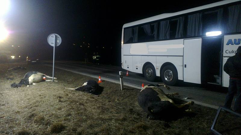 Na silnici mezi Kamenným Újezdem a Velešínem se v sobotu večer srazil autobus se stádem krav.