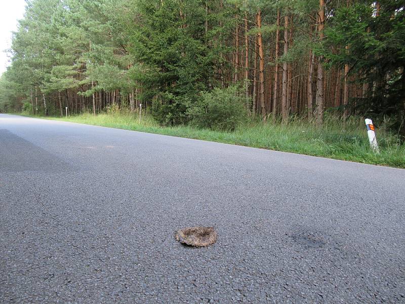 Kromě zvěře jsou časté také střety s domácími zvířaty. V případě sraženého psa či kočky, pokud není přítomen majitel, se o takovéto zvíře musí postarat obec, v jejímž katastru k události došlo.