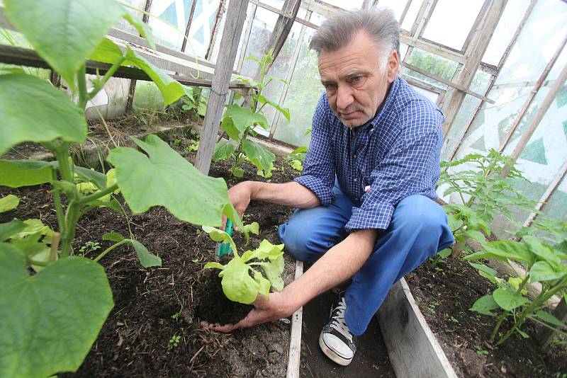 Práce na zahrádce v Dobré Vodě u Českých Budějovic. Na snímku je Jiří Moudrý, který ošetřuje a přesazuje rostliny do venkovního areálu.