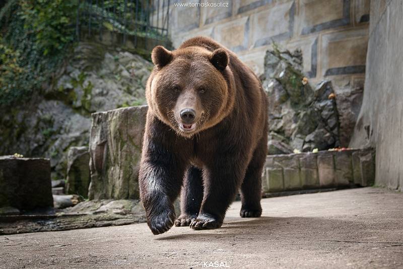 Medvěd Vilém, 2017, 350 kg, medvěd hnědý, zachráněný při pašování z Ruska na letišti v Praze, zámek Český Krumlov.