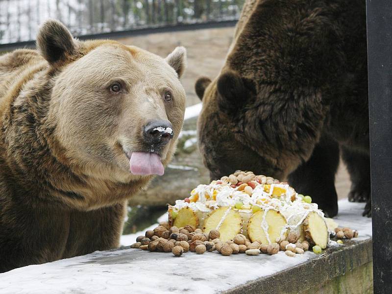 Zoo Ohrada v Hluboké nad Vltavou nad  má v současné době dva medvědy hnědé. Ti jsou však již poměrně staří, a proto se zřejmě nebudou stěhovat do nové expozice velkých šelem. 