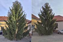 Boršov nad Vltavou na Českobudějovicku už má přichystaný vánoční strom.
