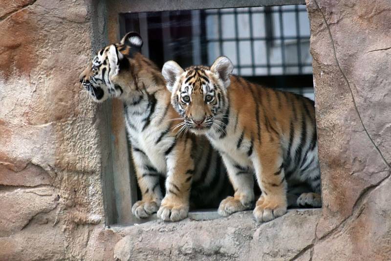 Ussurijští tygříci poprvé ve výběhu v zoo Ohrada