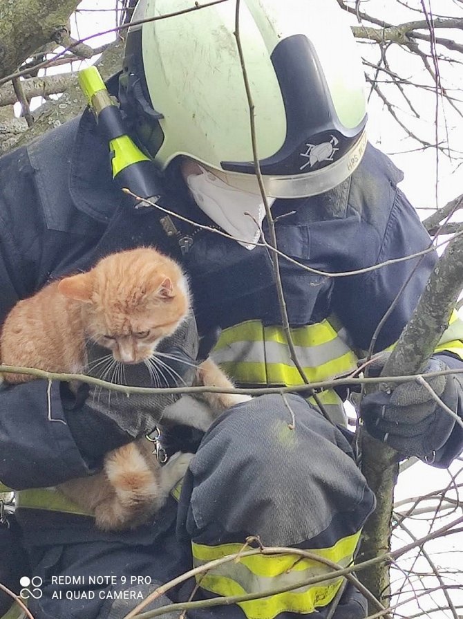 Záchrana kočky ze stromu.