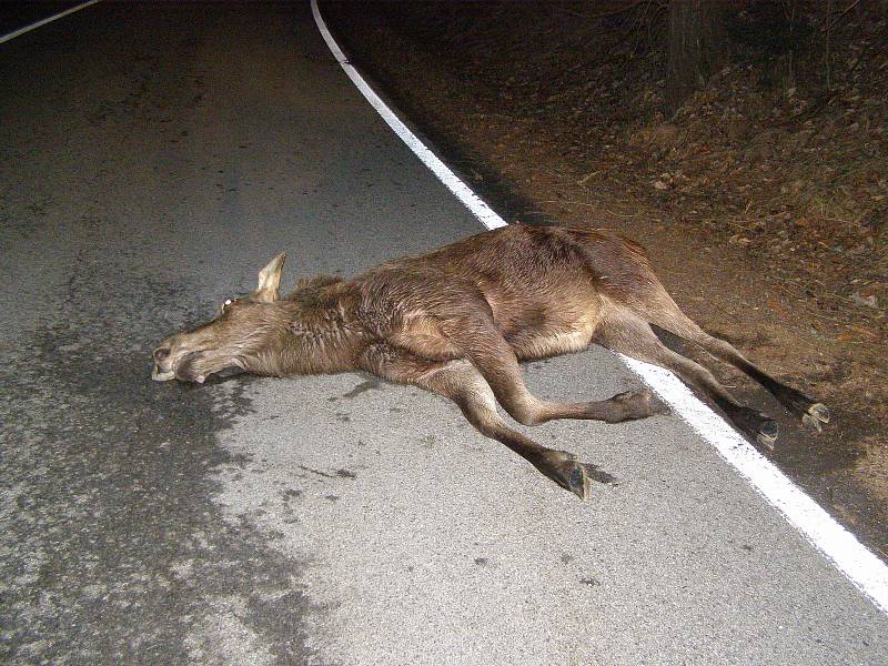 Nehoda, kdy došlo ke srážce s losem, se stala v dubnu v roce 2018 u Frýdavy na Lipně.